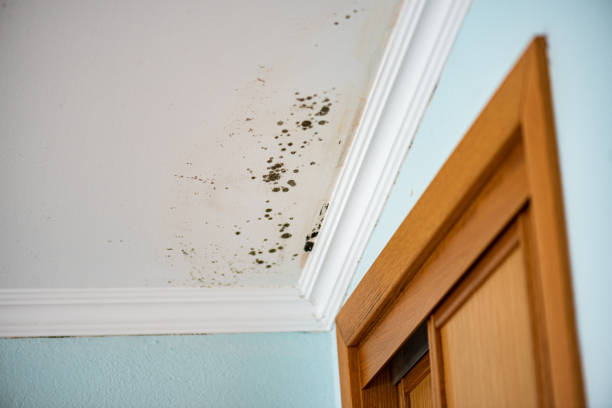 Best Post-Flood Mold Remediation in Stewartville, MN